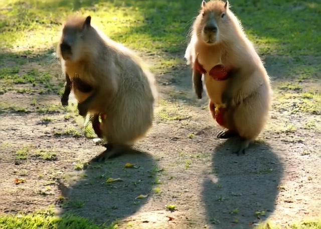 pet_belly_dance
